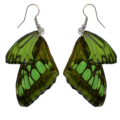 Green real butterfly wings encased in resin & attached to 925 sterling silver wires