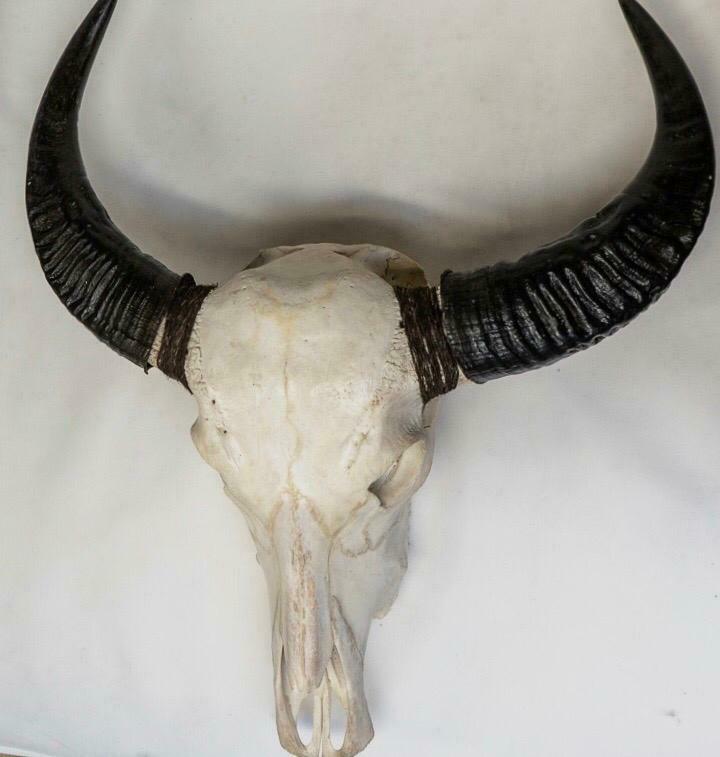 Buffalo Skull With Horns - Plain