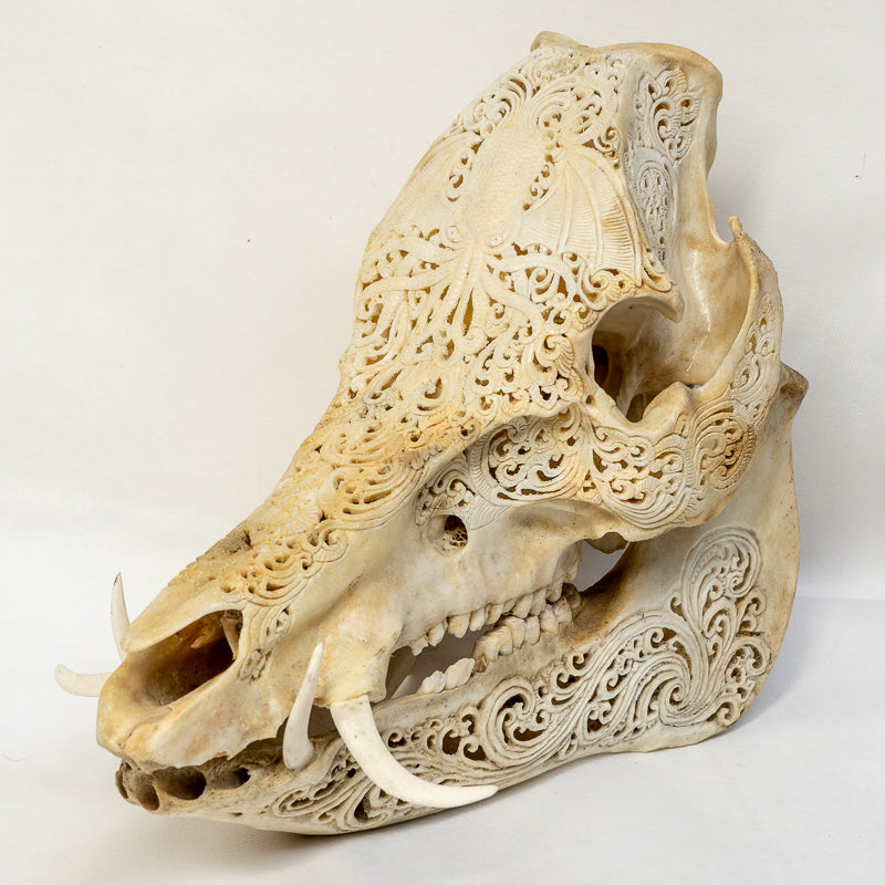 Hand Carved Animal Skulls - Buffalo, Ram, Wild Boar & Replica Human Skulls