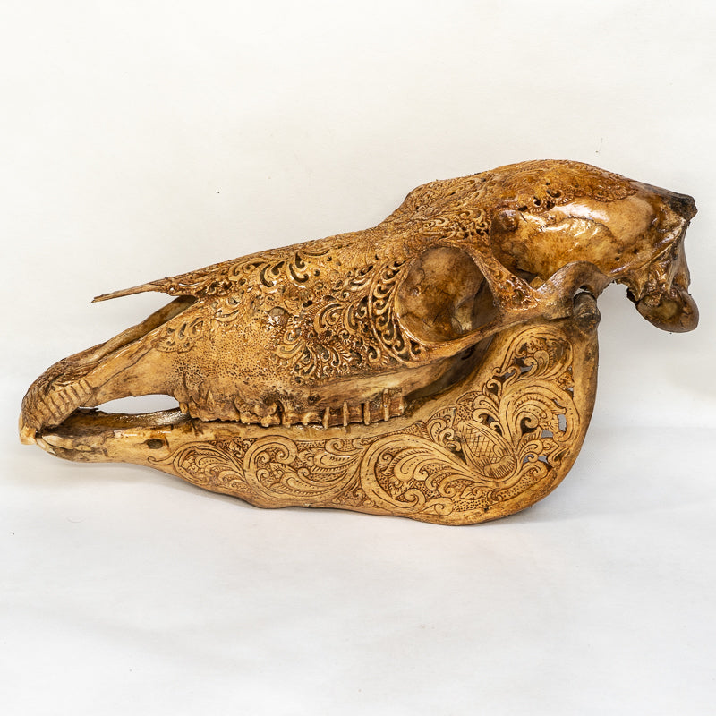 Hand Carved Animal Skulls - Buffalo, Ram, Wild Boar & Replica Human Skulls