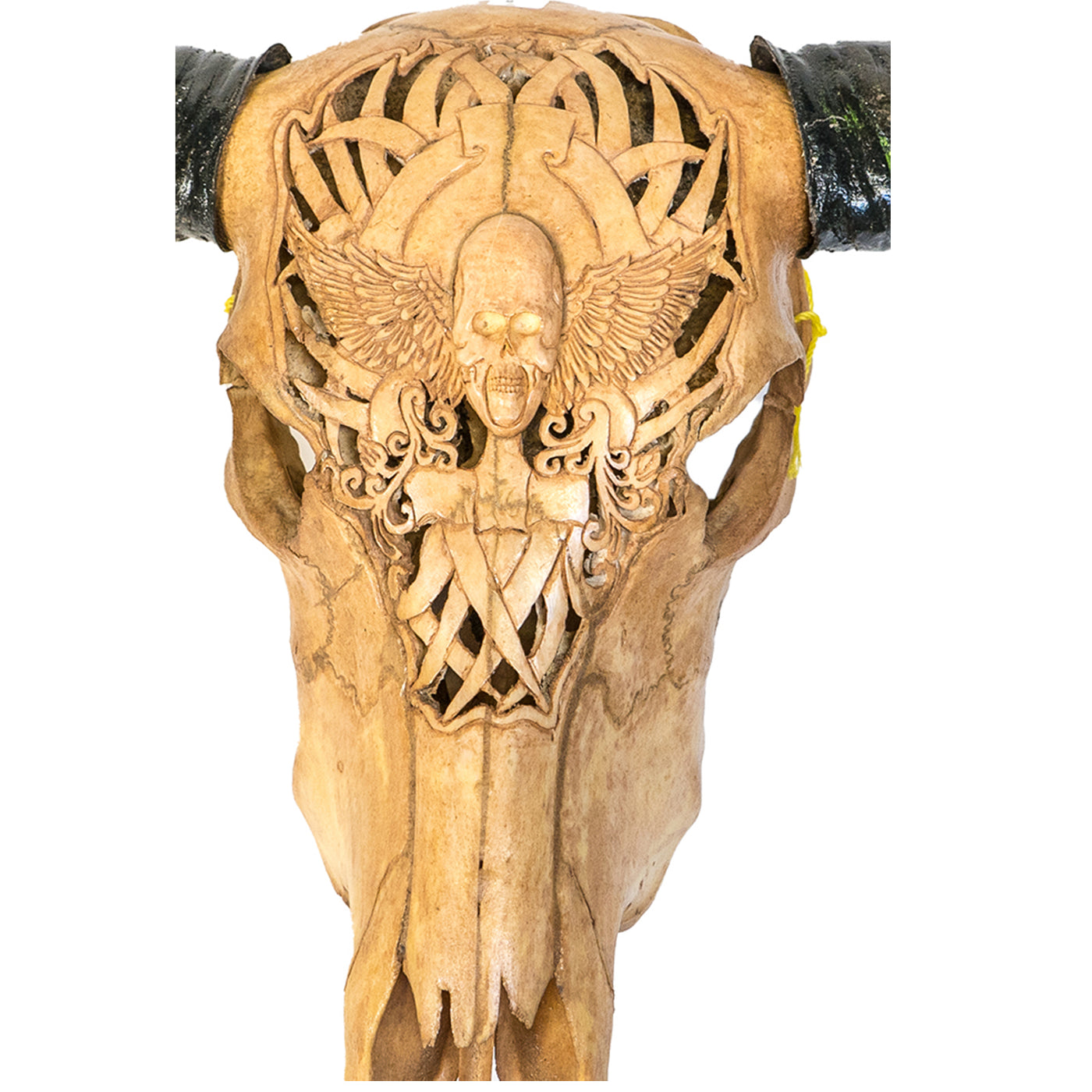Hand Carved Animal Skulls - Buffalo, Ram, Wild Boar & Replica Human Skulls