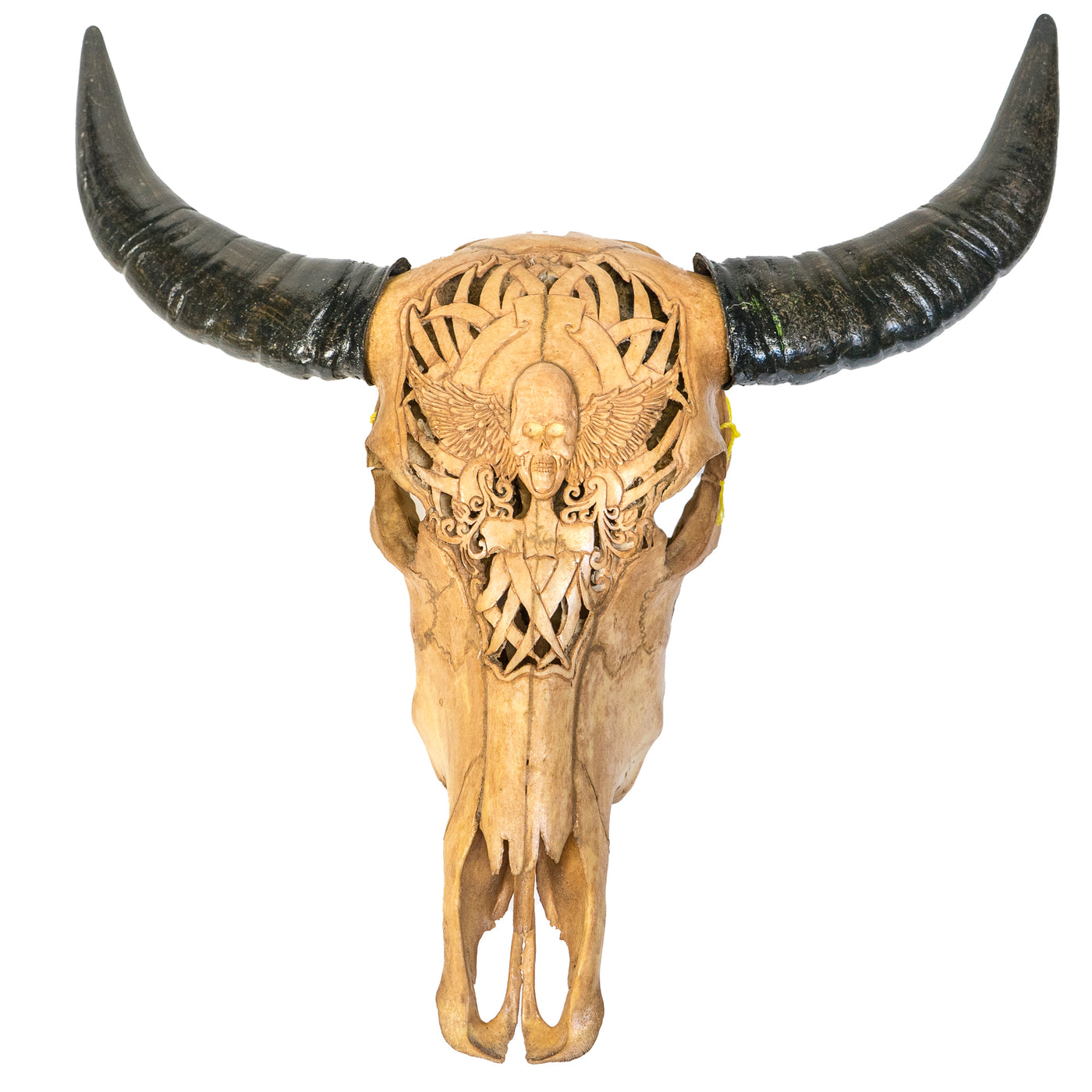 Hand Carved Animal Skulls - Buffalo, Ram, Wild Boar & Replica Human Skulls