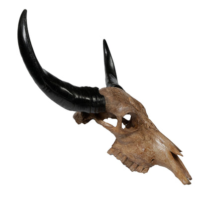 Hand Carved Animal Skulls - Buffalo, Ram, Wild Boar & Replica Human Skulls