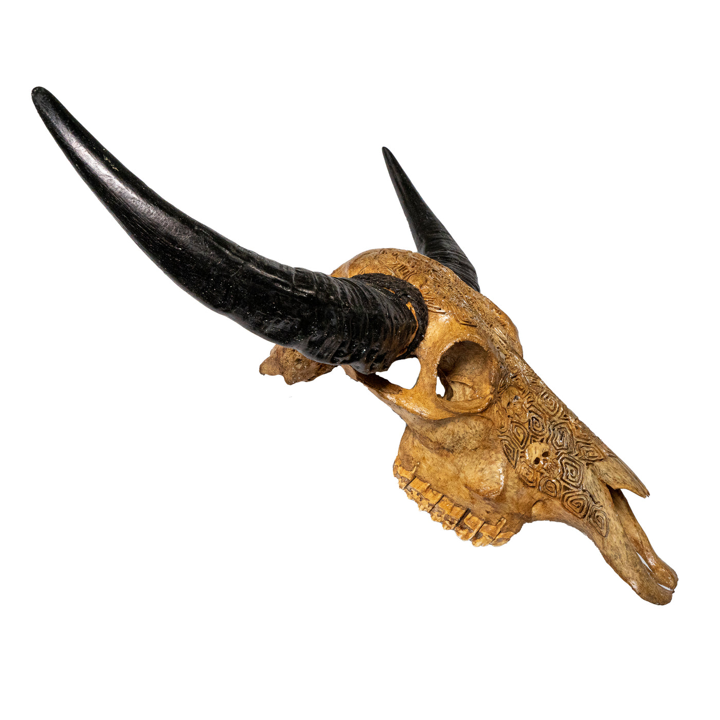 Hand Carved Animal Skulls - Buffalo, Ram, Wild Boar & Replica Human Skulls