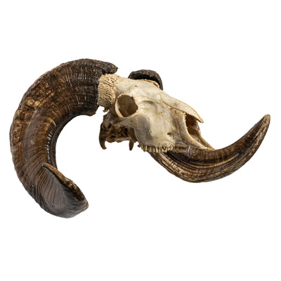 Hand Carved Animal Skulls - Buffalo, Ram, Wild Boar & Replica Human Skulls