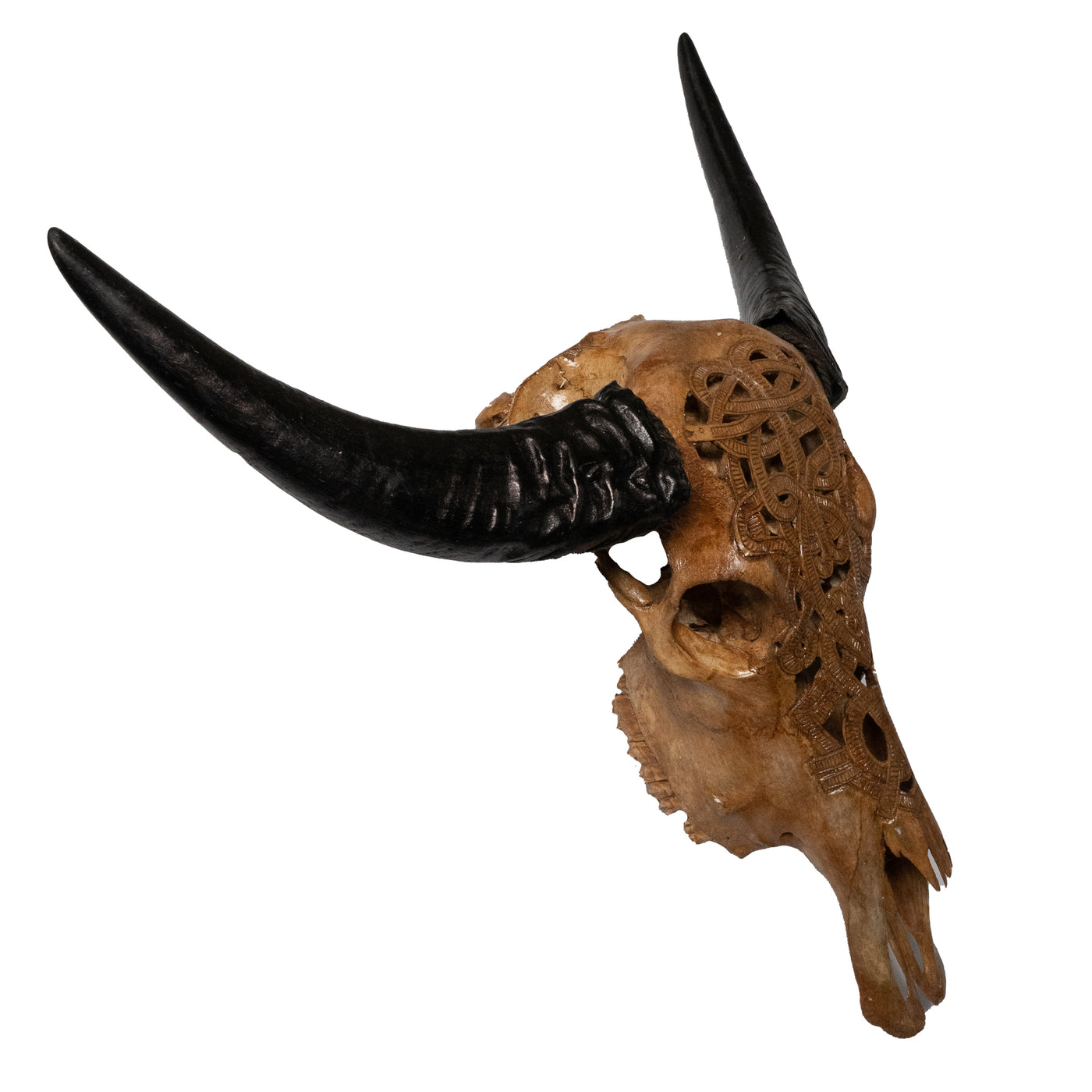 Hand Carved Animal Skulls - Buffalo, Ram, Wild Boar & Replica Human Skulls