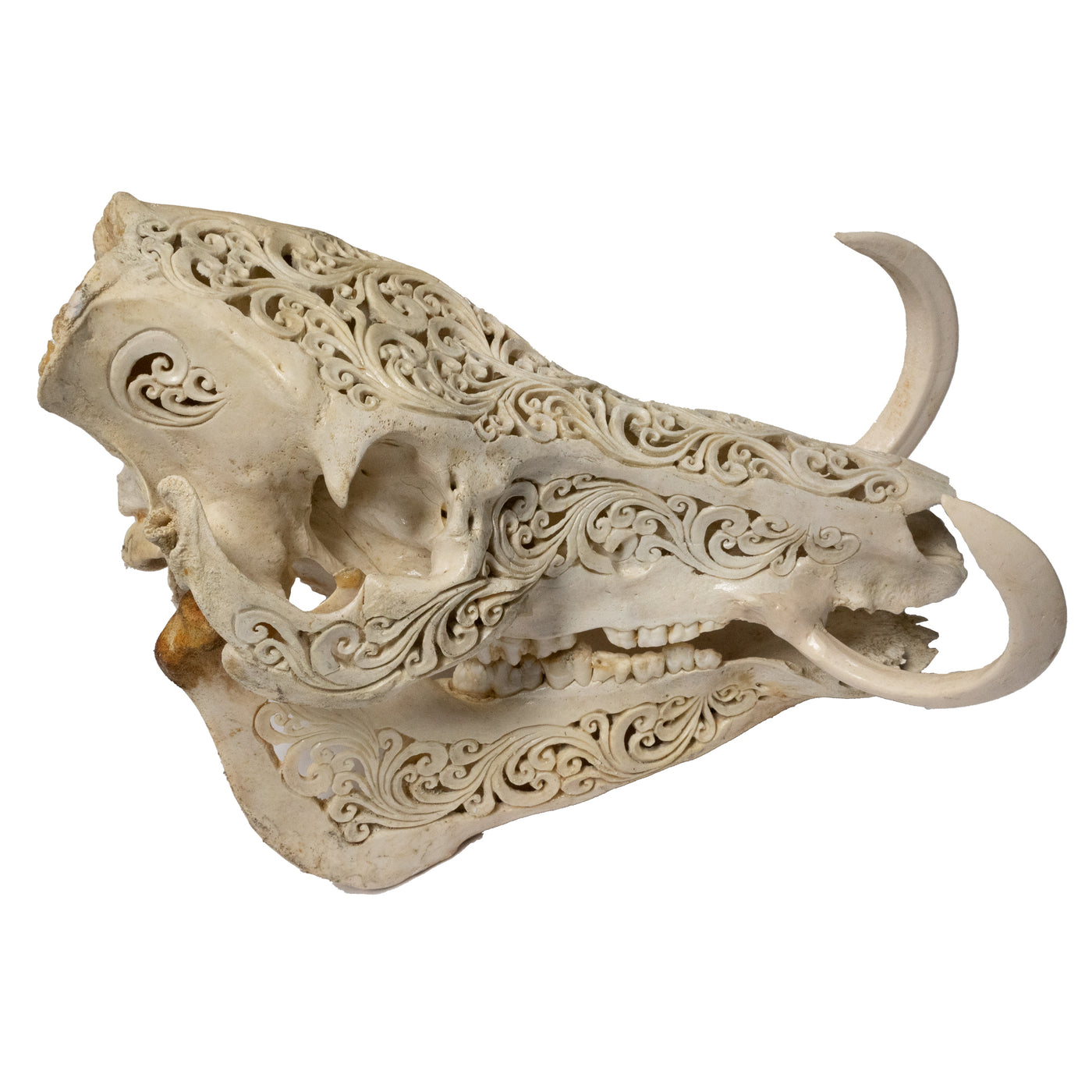 Hand Carved Animal Skulls - Buffalo, Ram, Wild Boar & Replica Human Skulls